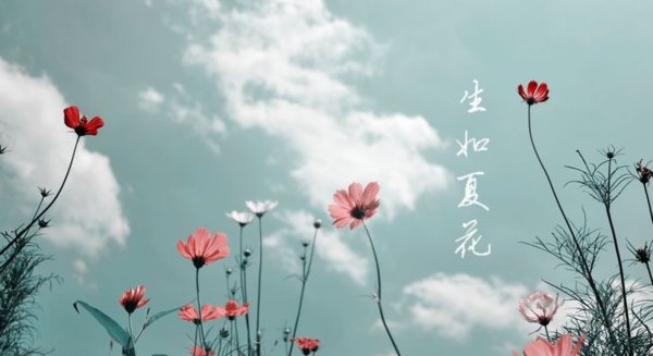 生如夏花之绚烂什么意思？
