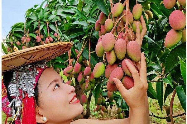 田东芒果节是几月几号2023