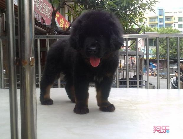 藏獒在线的网站栏目