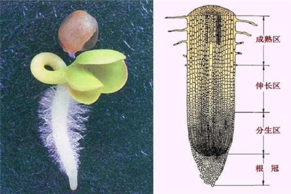 植物根的成熟区、伸长区和分生区各有什么特点？