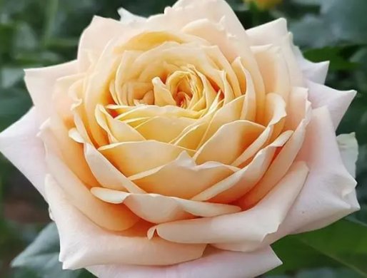 拾季花语是什么意思？