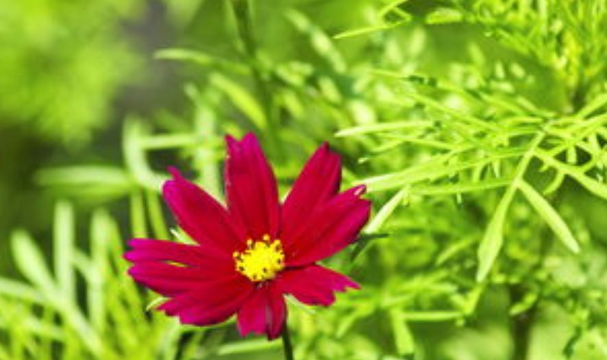 什么花会在什么时间开放？