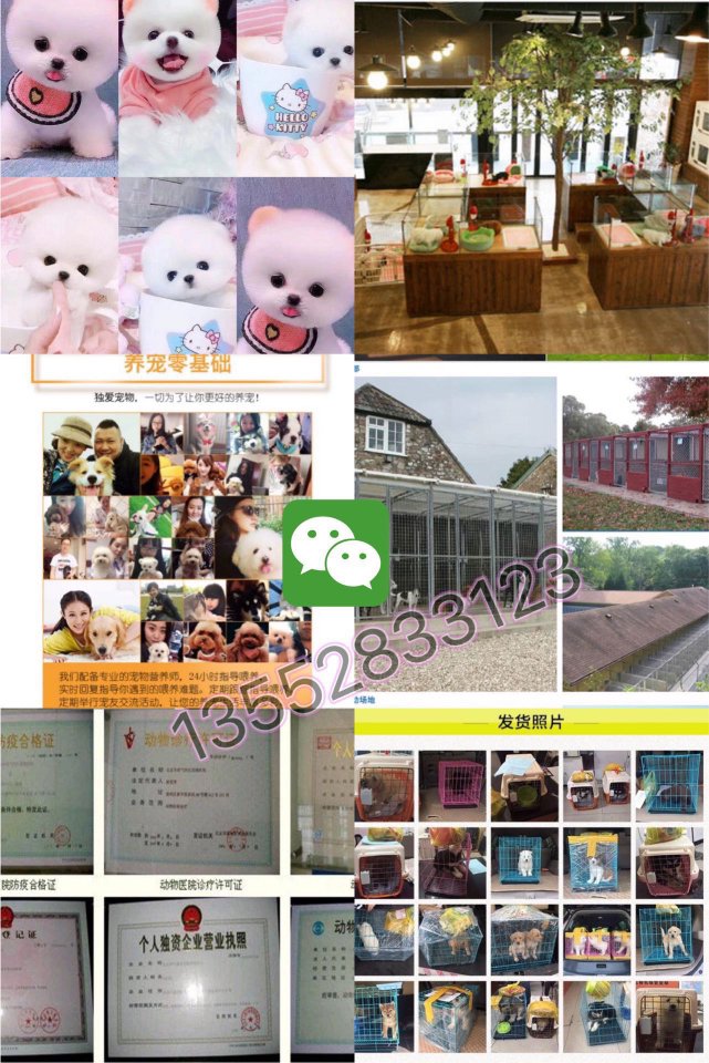 北京哪里有纯种的博美犬