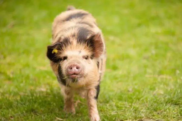 起居无时生肖动物