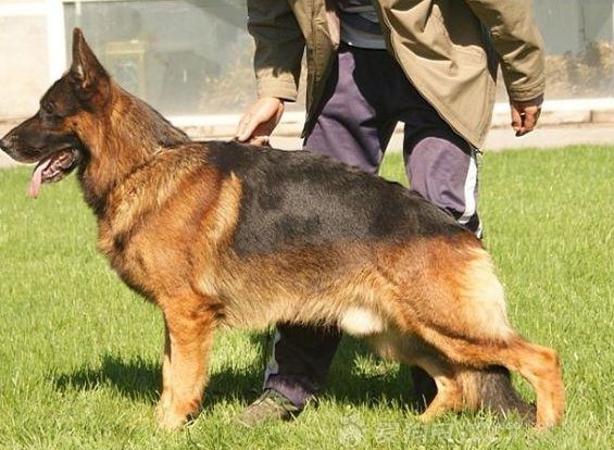 那些出名的德牧的名字