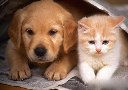 孩子如何看待自己的宠物去世？