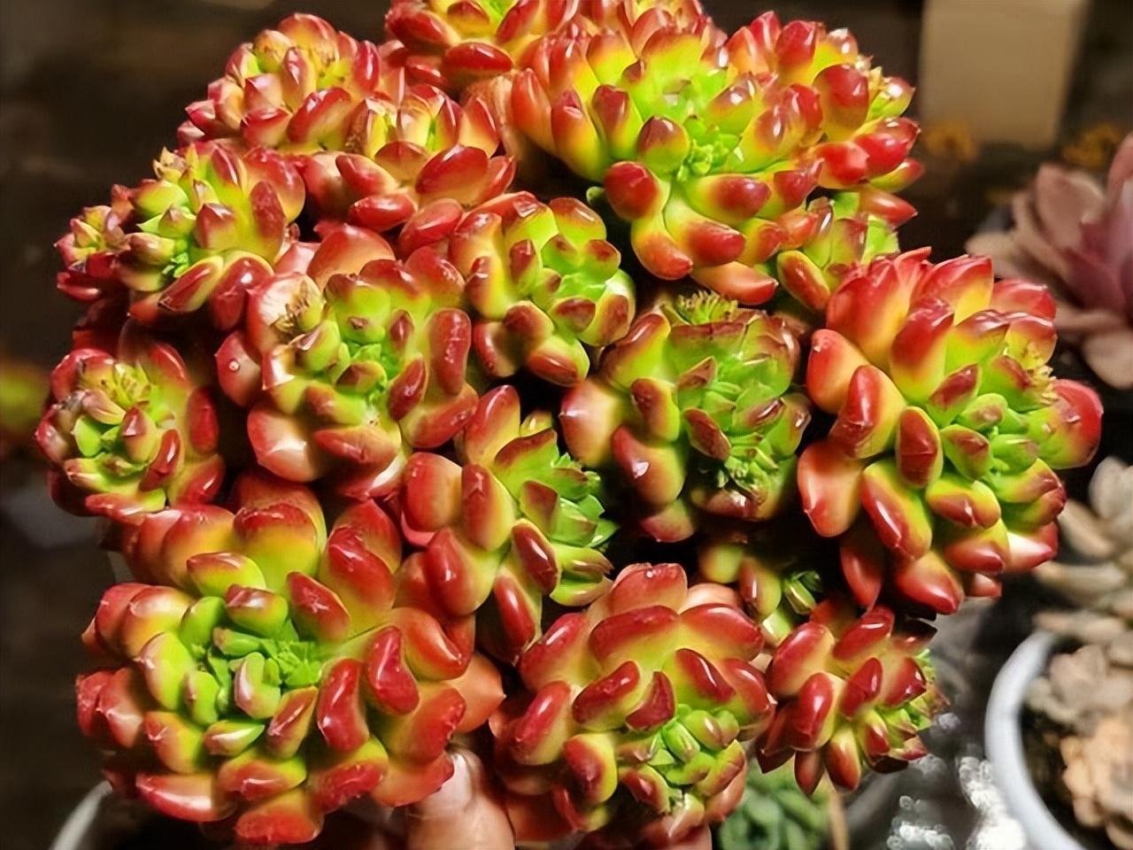 多肉小灯笼，颜色艳丽名字好听，就是上色有点难，阳台党看看就好，真的吗？