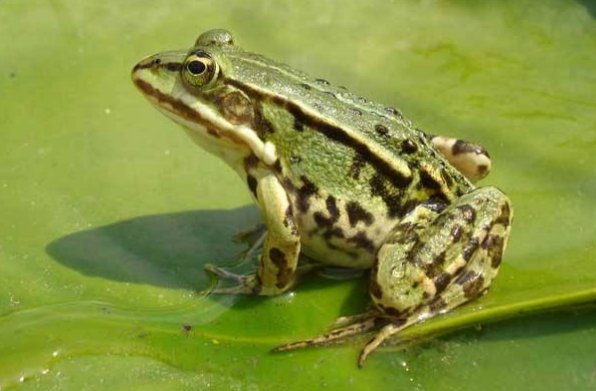 青蛙的本领有哪些？