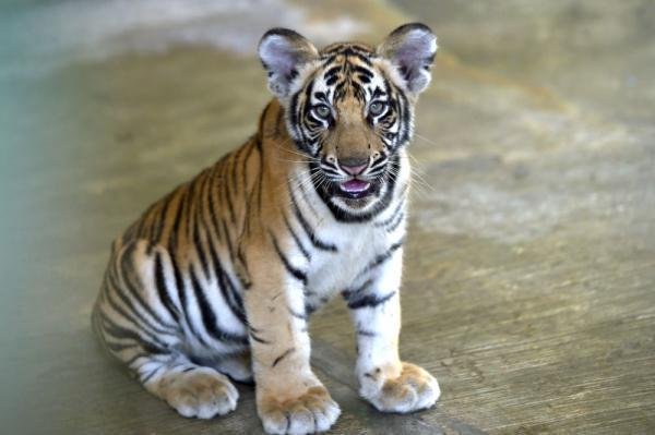 概率十万分之一!动物园白虎产4仔1只没墨了,纯白色的小老虎有多罕见?