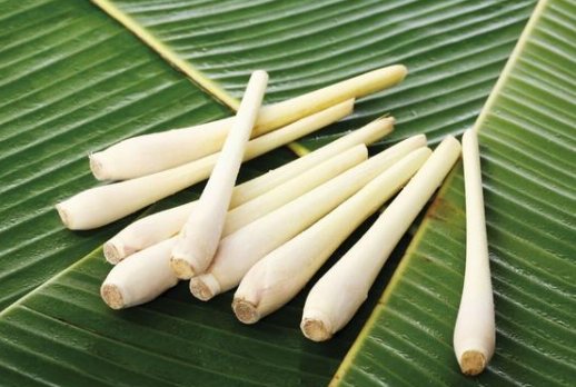 茭白上的“小黑点”是？