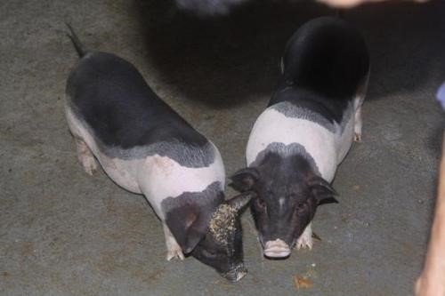 西班牙的农户称怪兽袭击了150头家畜,并且吸干了家畜的血,这怪兽是什么?