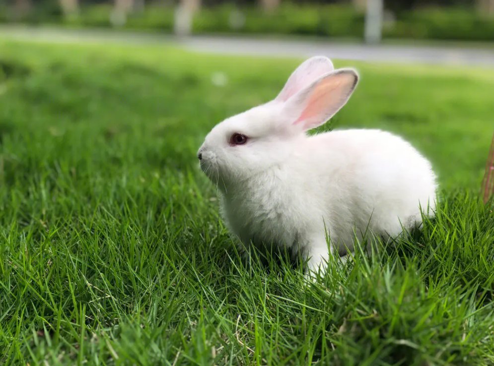 老师的兔子又大又好吃英语怎么说?