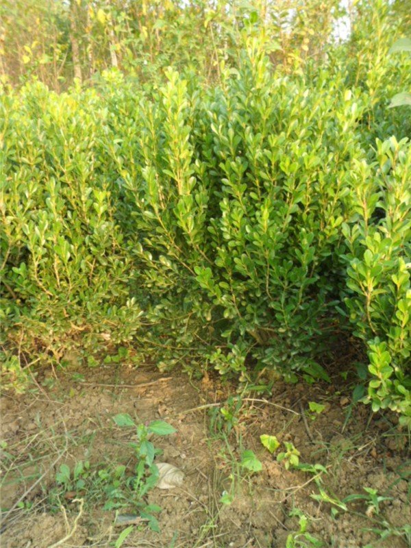 豆瓣黄杨的介绍