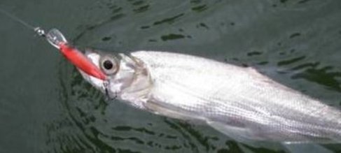 翘嘴鱼每斤售价多少？