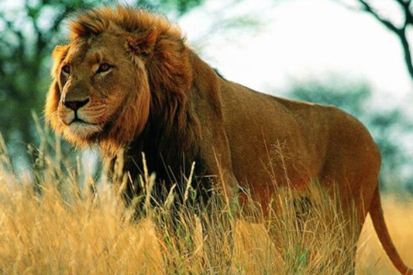 动物世界这个栏目中央台几套播放，什么时间？