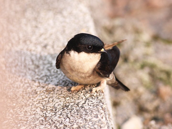 烟腹毛脚燕的介绍
