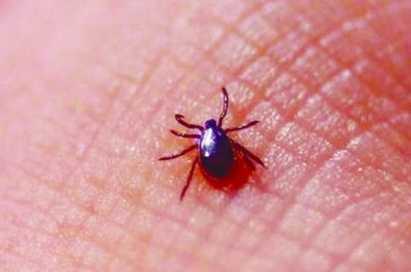 蜱虫有多大