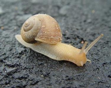 蜗牛有几条腿？