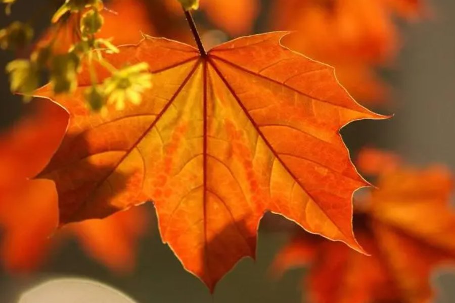 知秋一叶是什么意思