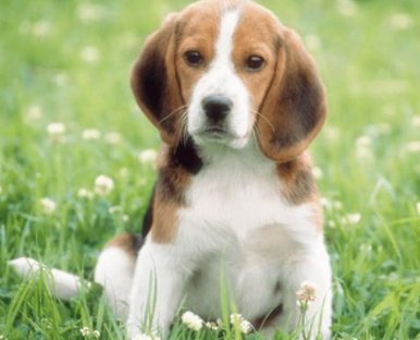 我有一只小狗的英文，怎么读？: