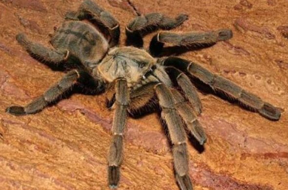 中国十大毒蜘蛛