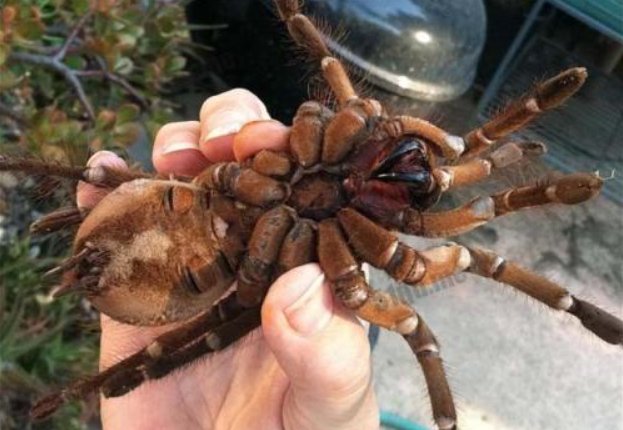 世界上毒蜘蛛有多大