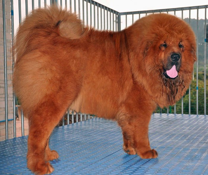 中国纯种藏獒信息网的介绍