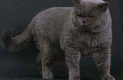 什么是猫惊尸？