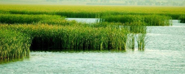 什么的芦苇