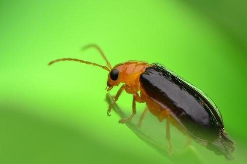 请问这是什么虫子？