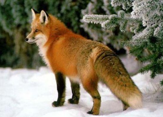 狐狸的尾巴有哪些作用？