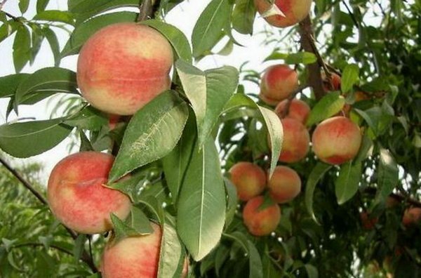 PBO的作用和使用方法是什么？