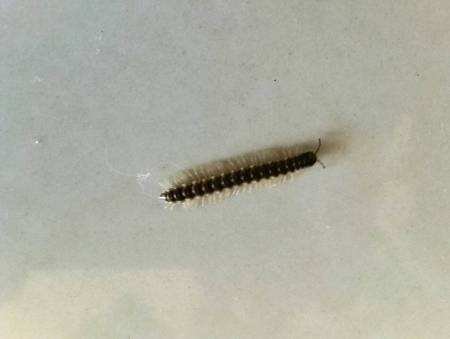 这个虫子叫什么名？？？？