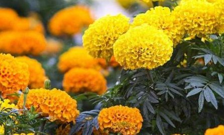 知里菊又叫什么？