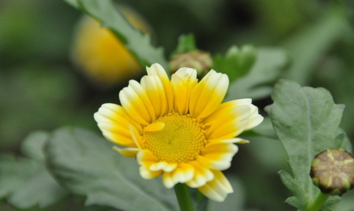 什么花会在什么时间开放？