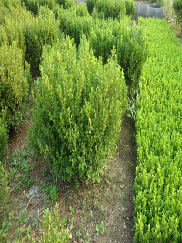 豆瓣黄杨的介绍