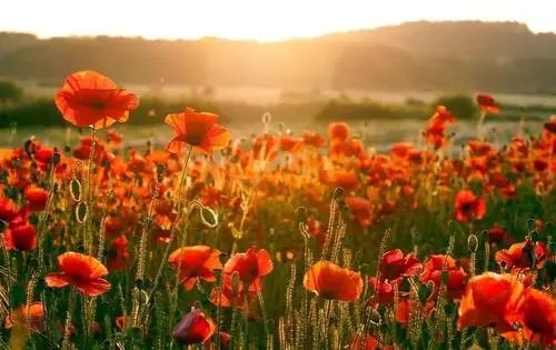 明暗交杂一笑生花是什么意思啊？