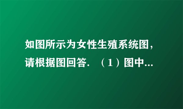 如图所示为女性生殖系统图，请根据图回答．（1）图中2所示结构为______，该结构中的卵细胞是由图中______