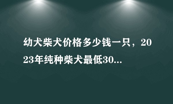 幼犬柴犬价格多少钱一只，2023年纯种柴犬最低3000元一只
