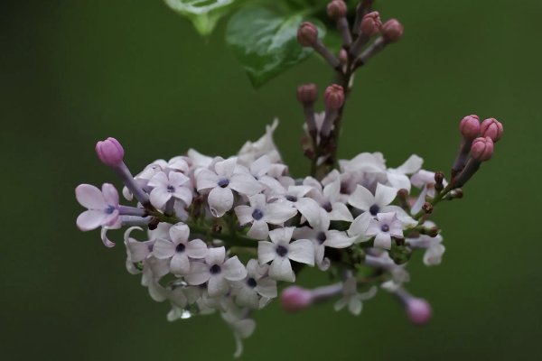 雨中丁香具有什么特点