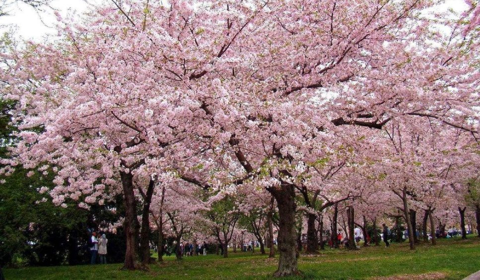 关于樱花的网名有哪些？