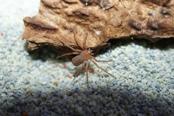 中国十大毒蜘蛛