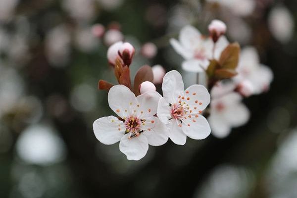 年年岁岁花相似的下一句是什么