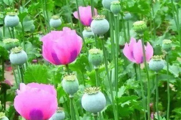 )是鸦片中最主要的生物碱,其中毒症状、成瘾症状及戒断症状多与鸦片相似。