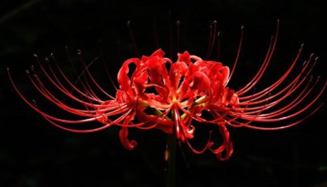 彼岸花开是什么意思