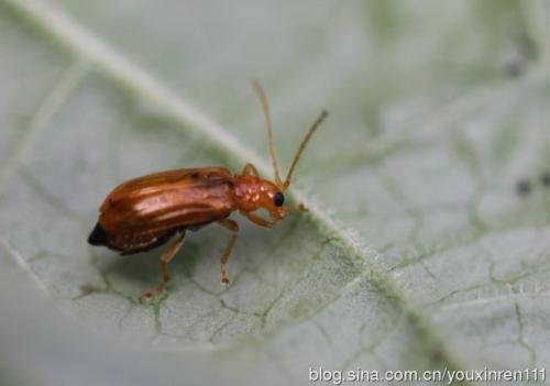 请问这是什么虫子？