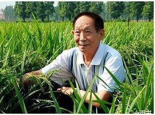 袁隆平爷爷的禾下乘凉梦原话