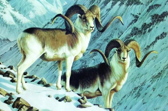 属羊1979年45岁走大运