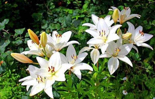 百合花的姿态描写