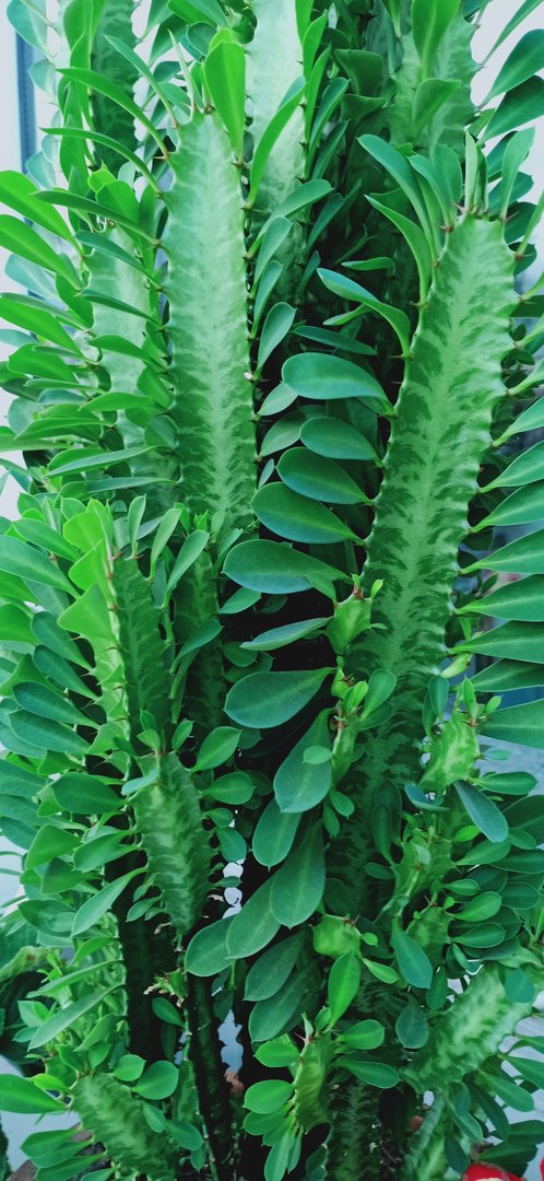 情人说我负担重叫我从新找一个情吧？